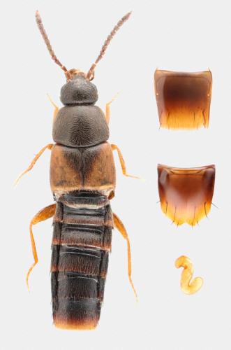 Nehemitropia lividipennis
